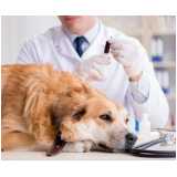 exame bioquímico veterinário Seropédica