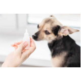 exame de glaucoma canina Magé