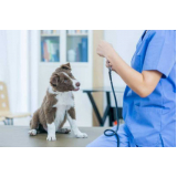 exame de glaucoma canino tratamento Nilópolis