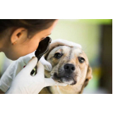 exame de glaucoma canino Duque de Caxias