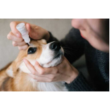 exame de glaucoma em cachorro tratamento Italva