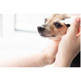 exame de glaucoma em cão tratamento Sapucaia