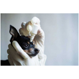 exame de glaucoma em cão Duque de Caxias