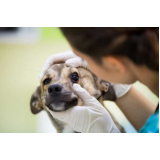 exame de glaucoma ocular em cão Belford Roxo