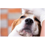 glaucoma em cão agendar Iguaba Grande