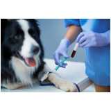 laboratório veterinário popular endereço Italva