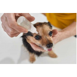 onde agendar consulta veterinária canina Italva