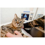 onde agendar consulta veterinária felina Magé