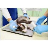 onde agendar consulta veterinária para gatos Nilópolis