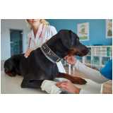 onde fazer exame de raio x em cachorro Seropédica