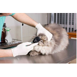 onde marcar consulta veterinária felina Nilópolis