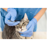 telefone de centro veterinário para gatos Duque de Caxias