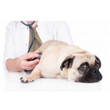 veterinário de cães telefone Itaboraí