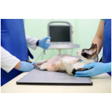 veterinário de gatos contato Italva