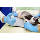 veterinário de gatos telefone Queimados