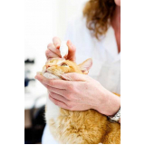 veterinário de gatos São Gonçalo