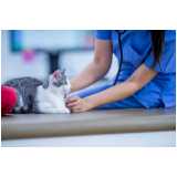 veterinário endocrinologista agendar Queimados