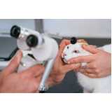 veterinário oftalmologista marcar Seropédica