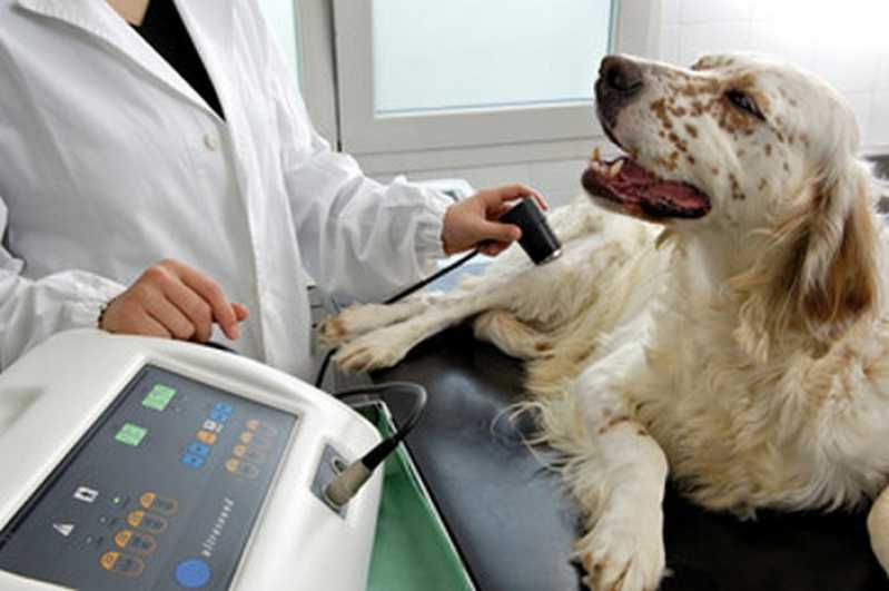 Ultrassom Abdominal em Cachorro Perto Nova Friburgo - Ultrassonografia Veterinária