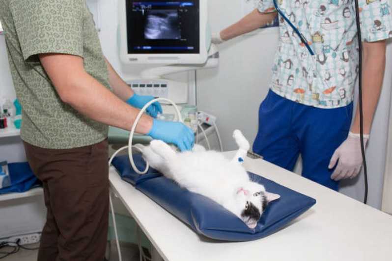 Ultrassom em Pequenos Animais Perto Mendes - Ultrassom Veterinário