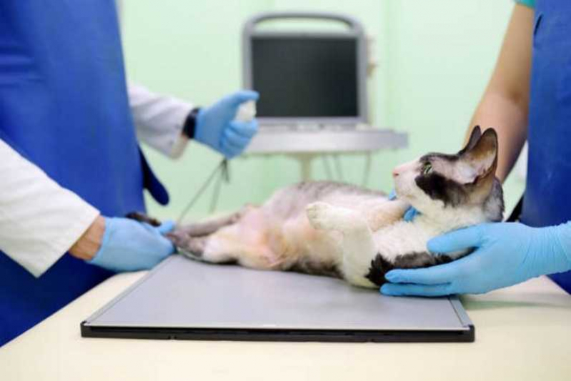 Veterinário de Gatos Contato Armação dos Búzios - Veterinário para Doença Renal