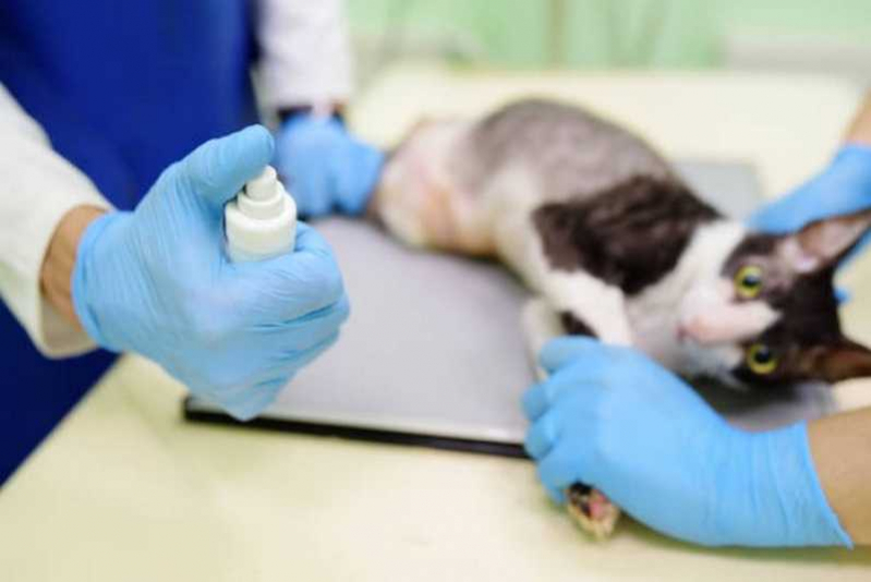 Veterinário de Gatos Telefone Nilópolis - Veterinário de Cães