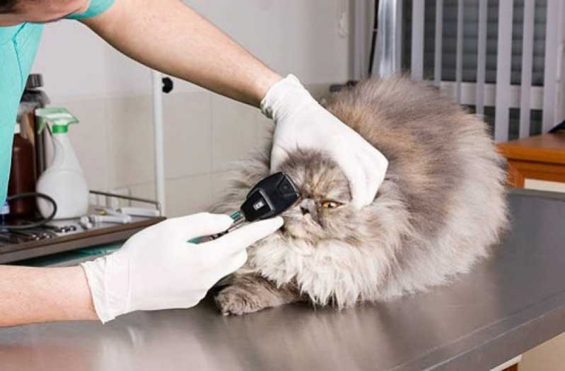 Veterinário Especializado em Oftalmologia Contato Guapimirim - Veterinário de Gatos